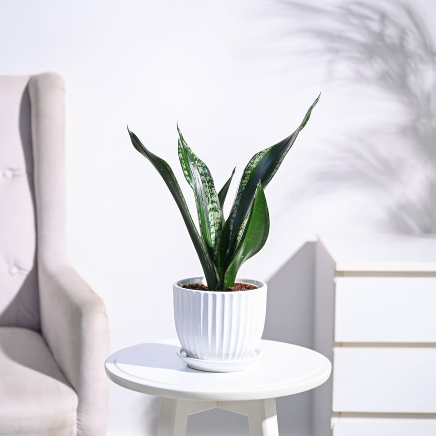 Ugaoo product imagery